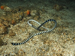 Laticauda laticaudata