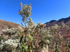 Buddleja salviifolia