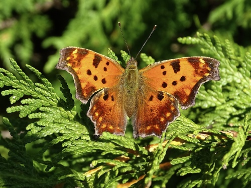 Eastern Comma, photo 7 of 9
