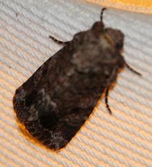 Spodoptera triturata