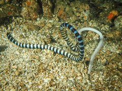 Laticauda laticaudata