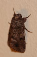 Spodoptera triturata