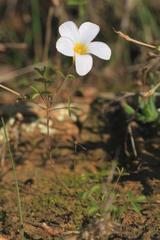 Oxalis tenella