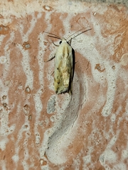 Ponometia pulchra