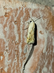 Ponometia pulchra