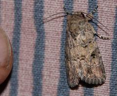 Spodoptera cilium