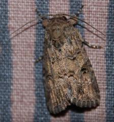 Spodoptera cilium