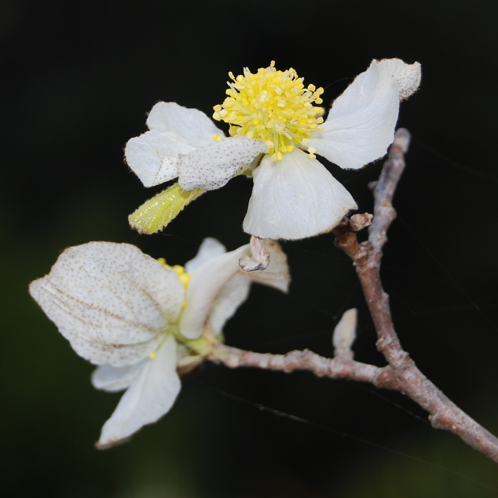 saxifrages, stonecrops, and allies