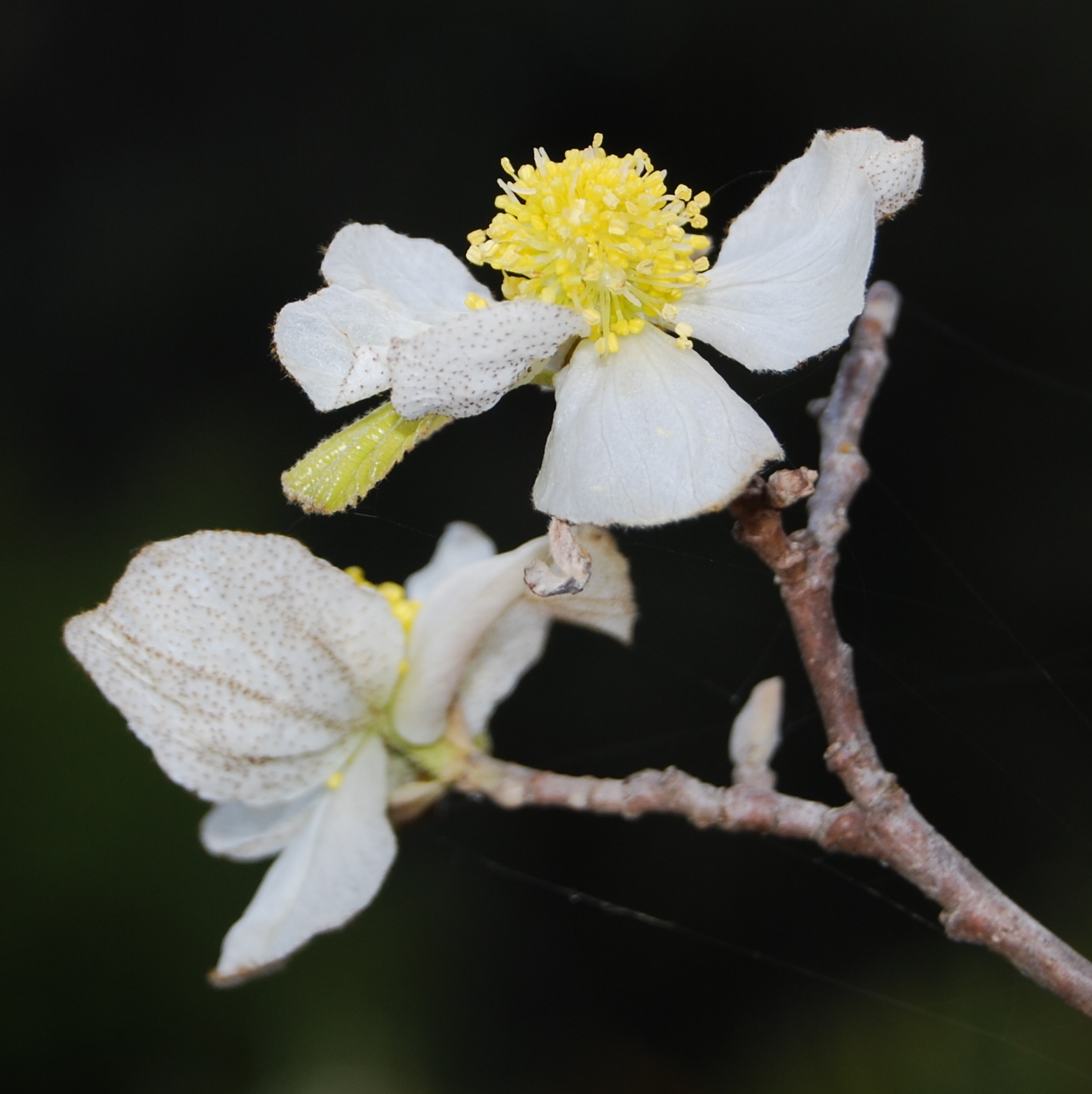 Saxifragales