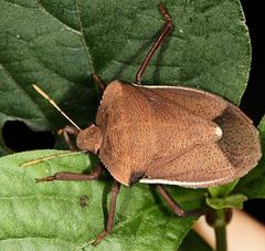 Basicryptus costalis