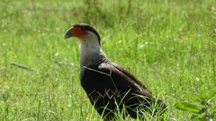 Caracara plancus