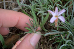 Oxalis polyphylla polyphylla