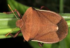 Basicryptus costalis