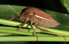 Basicryptus costalis