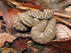 Crotalus willardi willardi