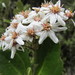 Olearia townsonii - Photo (c) Katy Johns, some rights reserved (CC BY-NC), uploaded by Katy Johns