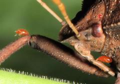 Basicryptus costalis