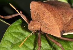 Basicryptus costalis