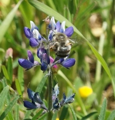 Eucera lunata