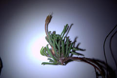 Oxalis polyphylla polyphylla