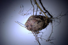 Oxalis polyphylla polyphylla