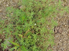 Leucospora multifida