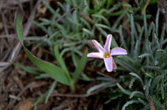 Oxalis polyphylla polyphylla
