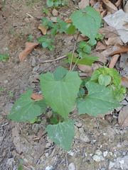 Angiospermae