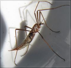 Gynoplistia pedestris