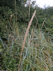 Leymus arenarius