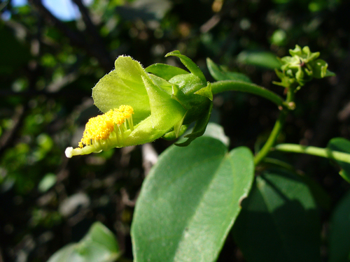 Bahama swampbush (Pavonia bahamensis)