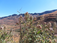 Buddleja salviifolia