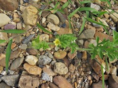 Citrullus lanatus lanatus