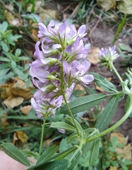 Medicago