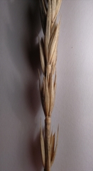Leymus arenarius