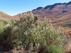 Buddleja salviifolia