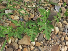 Citrullus lanatus lanatus