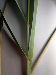 Leymus arenarius