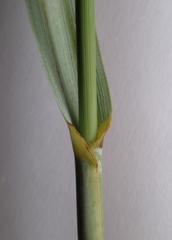 Leymus arenarius