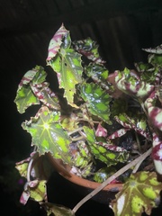 Begonia bowerae