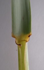 Leymus arenarius