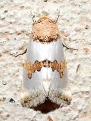Schinia chrysellus