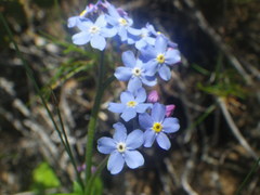 Myosotis afropalustris