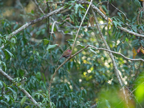 Pink-throated Twinspot (Hypargos margaritatus), photo 10