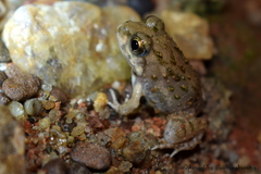 Sphaerotheca breviceps