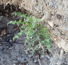 Cirsium arvense arvense