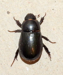 Dyscinetus morator