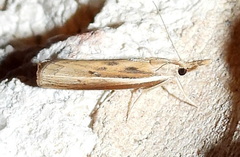 Fissicrambus quadrinotellus