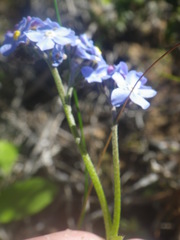 Myosotis afropalustris