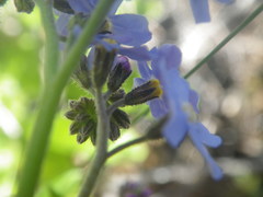 Myosotis afropalustris